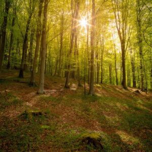 Le soleil passe entre les arbres dans la forêt du trait Maulévrier