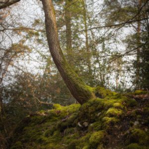 Chêne tortueux couvert de mousse dans la forêt du Trait Maulévrier