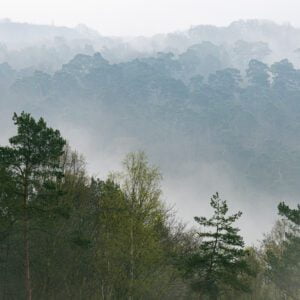 Couches de brouillard dans la forêt du Trait Maulévrier à Sainte Gertrude