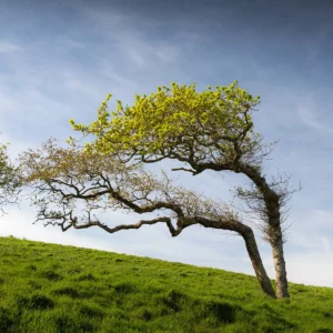 Arbre tordu par le vent