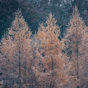 Arbres givrés