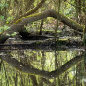 Arbre tordu dans le Bois des Communes