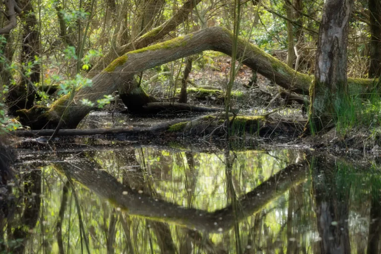 Arbre tordu dans le Bois des Communes