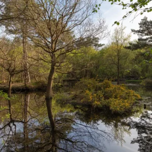 Un arbre se reflète sur mare au Bois des Communes