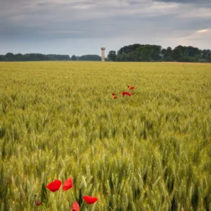 Champ, coquelicots et chateau d'eau