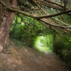 Chemin passant sous les branches d'un arbre