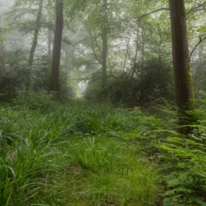 Scène de forêt dans la brume