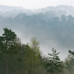 Brume sur la forêt de Maulévrier