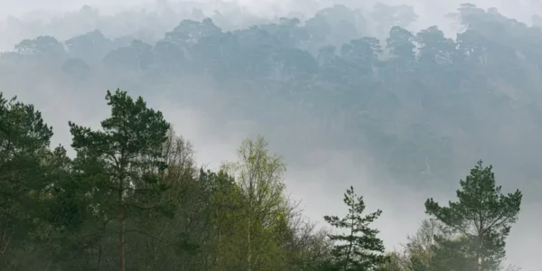 Apprendre la photo de forêt