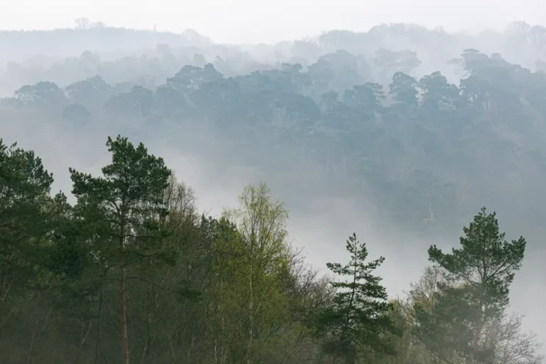 Brume sur la forêt de Maulévrier