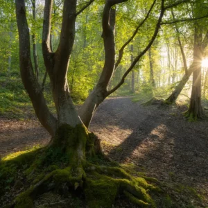 Le soleil éclaire la forêt