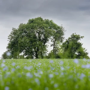 Champ de lin et bosquet dans le Pays de Caux