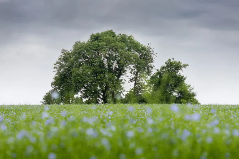 Champ de lin et bosquet dans le Pays de Caux