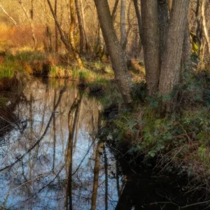 Lumière dans le marais de la Harelle