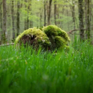 Souche moussue dans la forêt