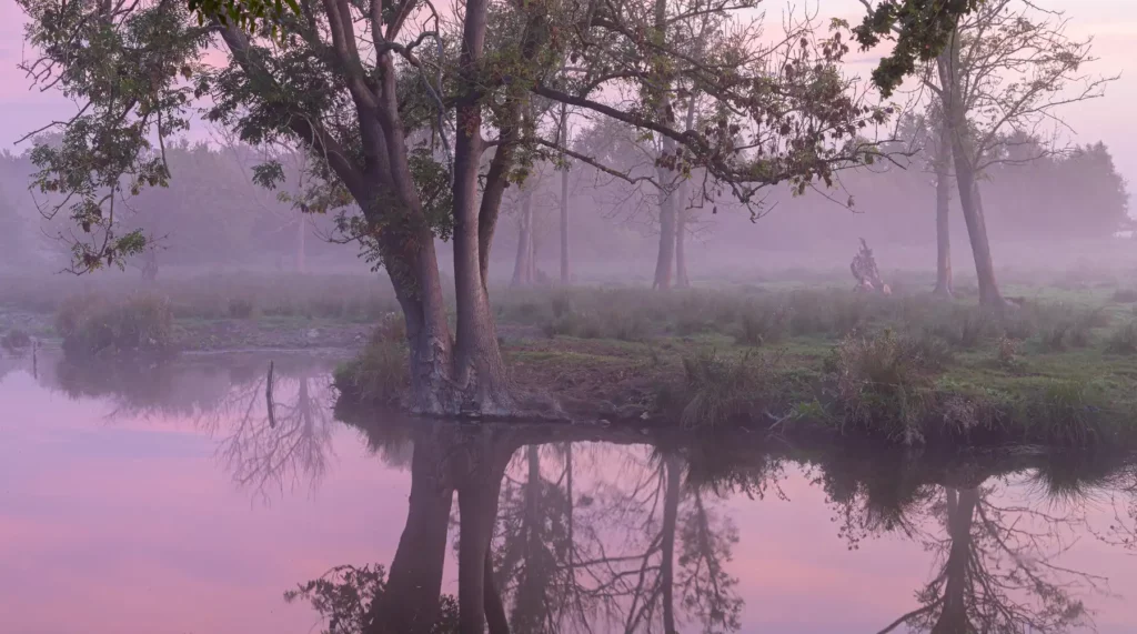 Matin rose à la tourbière d'Heurteauville