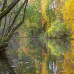 Des arbres dorées se reflètent sur le vivier de Valmont