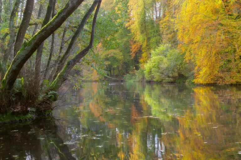 Des arbres dorées se reflètent sur le vivier de Valmont