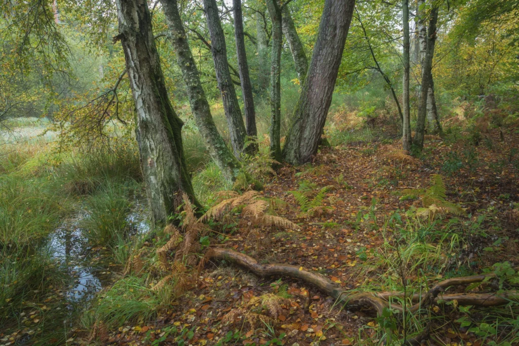 Ensemble d'arbres autour d'une mare en forêt