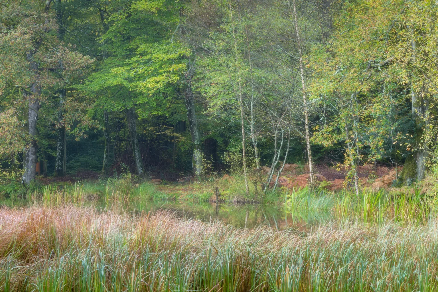 Arbres autour de la Mare Tonne