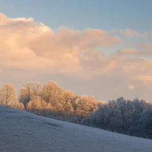 Forêt givrée en hiver, Pays de Caux