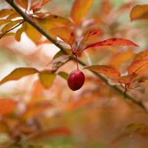 Cerise sur un arbre, les Basses Eaux