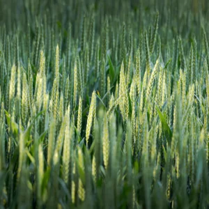 Épis dans la lumière, Pays de Caux