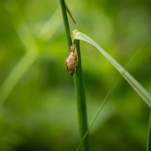 Proxiphoto d'un escargot aux Basses Eaux