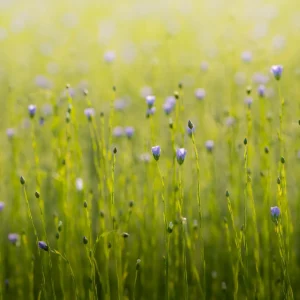 Fleur de lin et lumière dorée, Pays de Caux