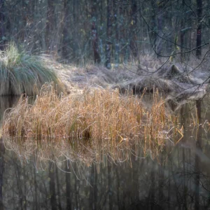 Herbes dorées et gelées sur la Mare Tonne, forêt de Brotonne