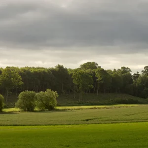Champ et bois du Pays de Caux dans la lumière