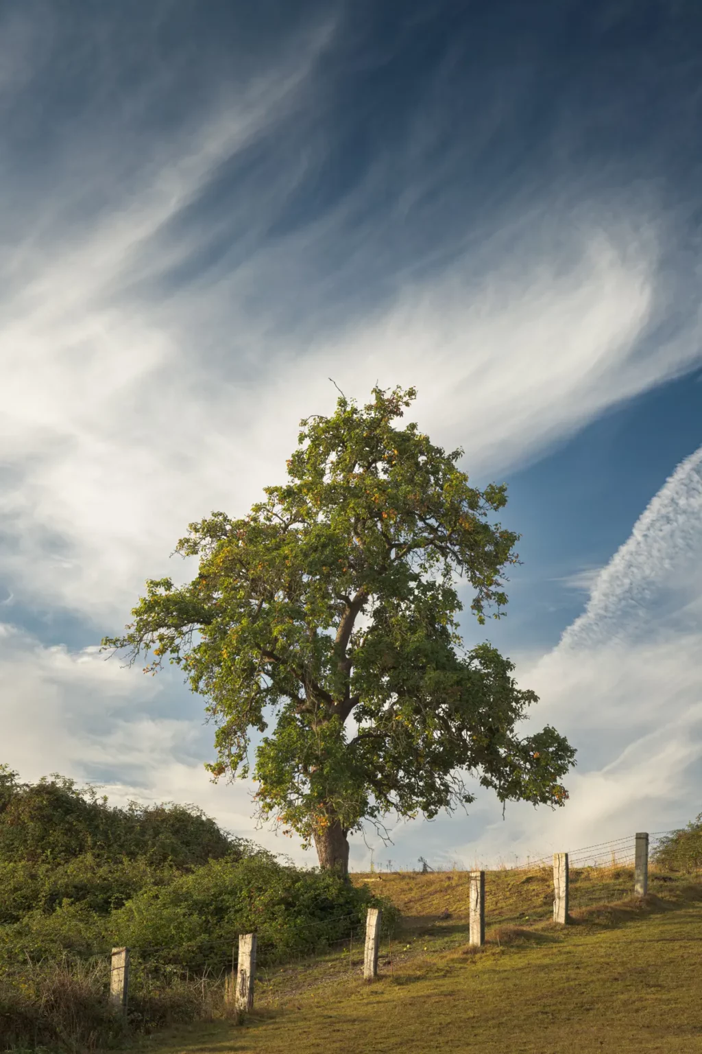 Un arbre sur fond d'un joli ciel nuageux