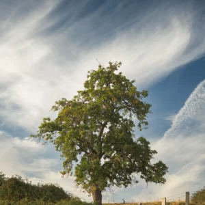 Un arbre sur fond d'un joli ciel nuageux