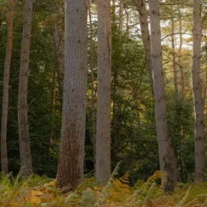 Panorama forestier dans la forêt de Brotonne