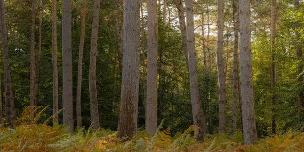 Apprendre la photo de forêt