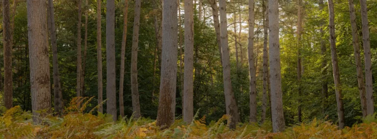 Panorama forestier dans la forêt de Brotonne