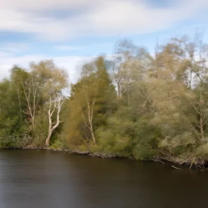 Le vent dans les arbres à la tourbière d'Heurteauville