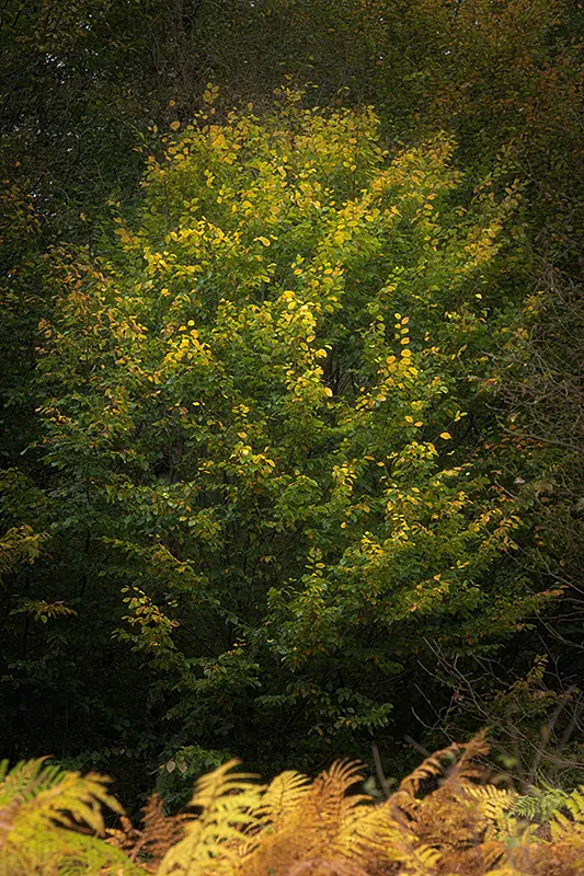 Arbre en automne et fougères