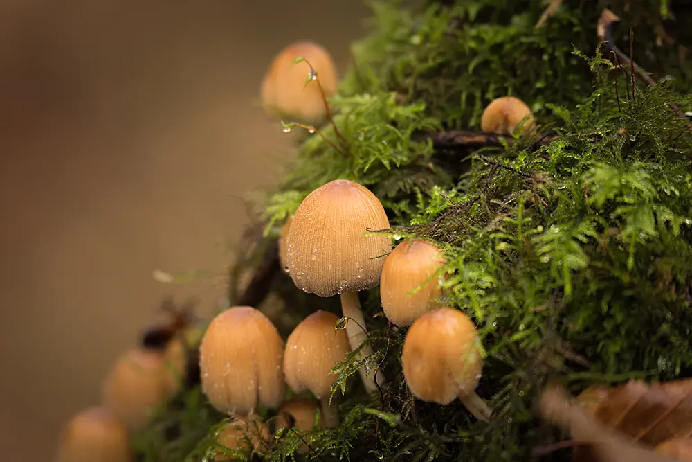 Groupe de champignons sur une souche moussue